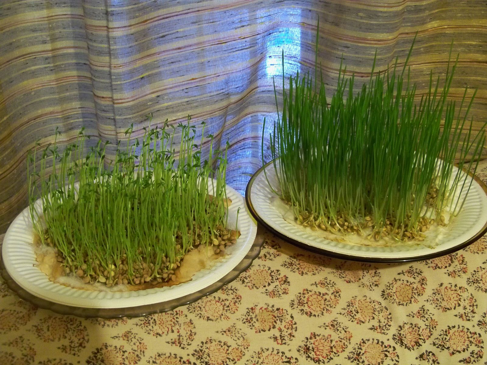 Blé+Lentilles Ste Barbe